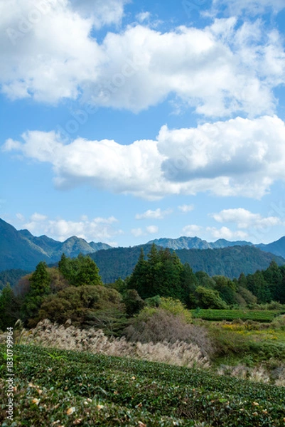 Obraz 茶畑のある里山の風景