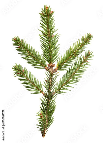 Obraz Spruce pine green branch isolated on  white background. Christmas tree