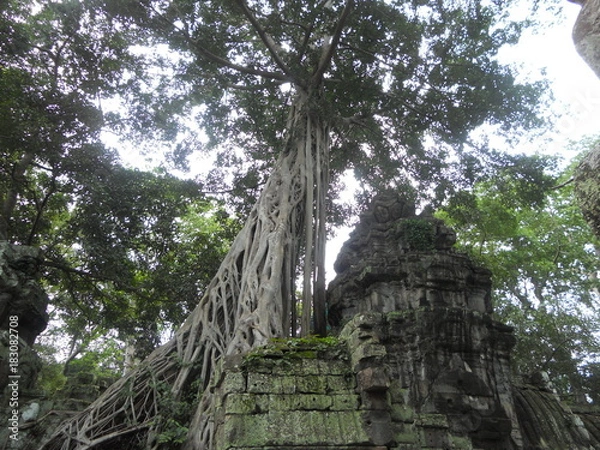 Fototapeta ベンメリア　天空の城ラピュタ