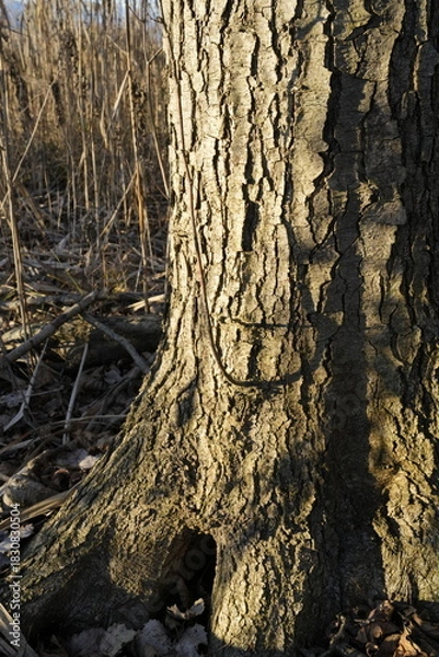 Obraz VECCHIA CORTECCIA