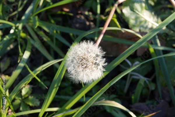 Obraz FIORE BATUFFOLO BIANCO