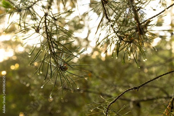Obraz Wet needles of a pine tree