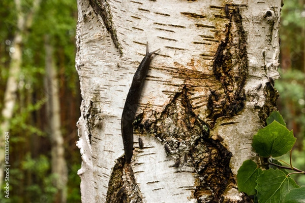 Obraz Black slug crawling a birch tree