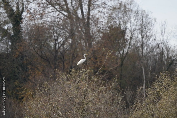 Obraz GARZETTA SULL'ALBERO