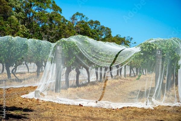 Obraz Protective Bird Netting in Grape Vineyard