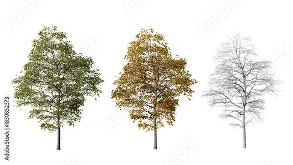 Fototapeta Three Trees Showing Seasonal Change 3D Model