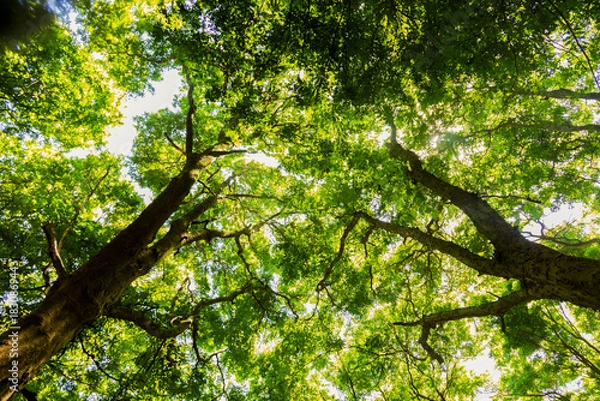 Obraz Sunlight shining through tall trees inside a dense forest.