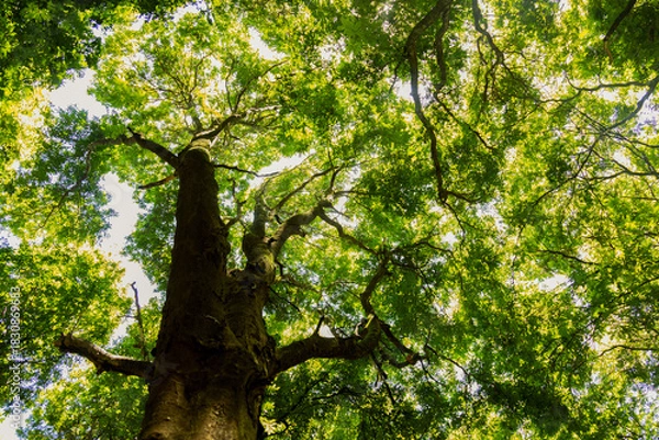 Obraz Sunlight shining through tall trees inside a dense forest.