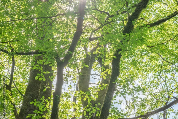 Obraz 長野県南牧村の森で新緑の葉を通して差し込む木漏れ日（逆光）
