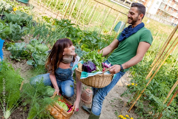 Fototapeta Couple harvesting fresh organic vegetables and smiling in a community garden