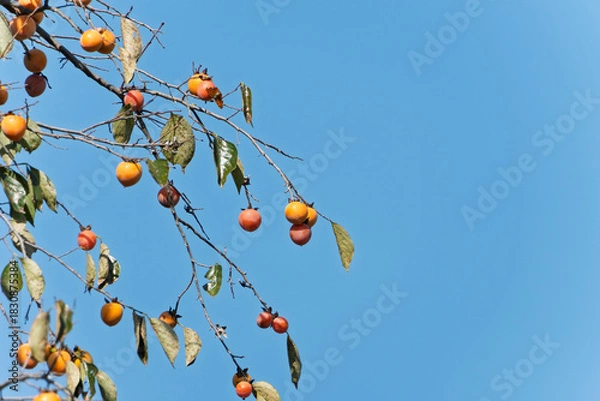 Obraz 快晴の青空を背景に実る秋の味覚の柿とコピースペース