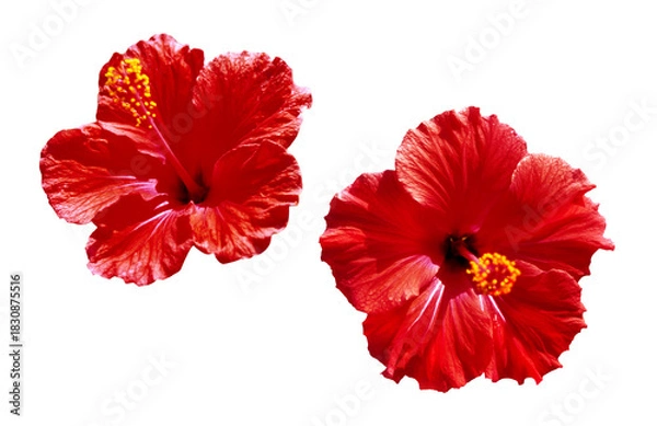 Obraz Hibiscus flower