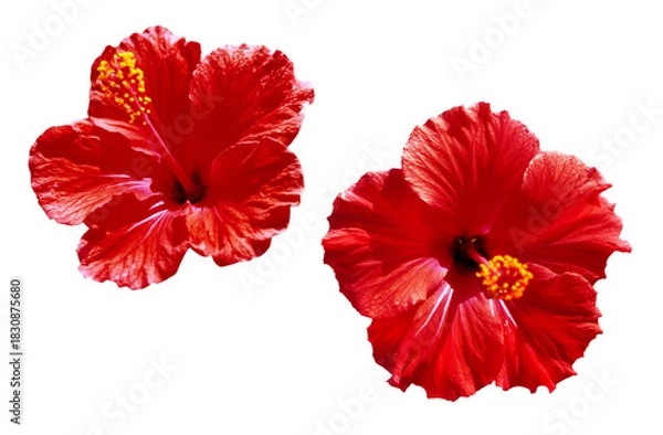 Fototapeta Hibiscus flower