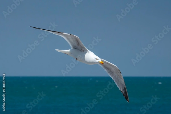 Obraz Mouette en vol