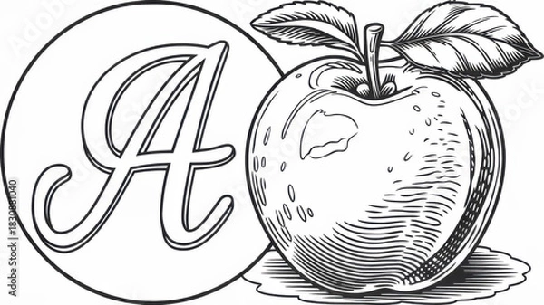Fototapeta Children’s alphabet coloring page featuring the letter A and a detailed apple illustration. Thin black line art with simple clear contours and many small details for careful coloring. Black and white 
