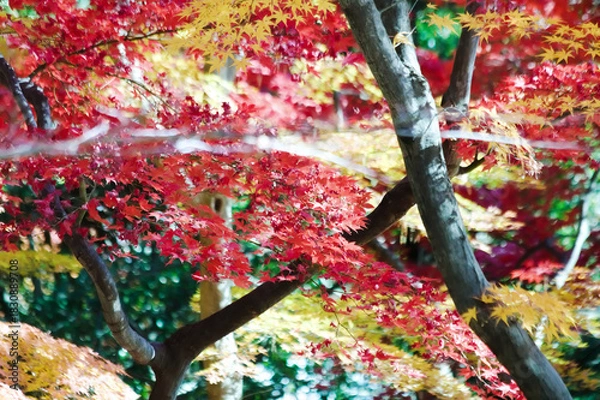 Fototapeta 赤と黄色に色づく鮮やかな秋の紅葉