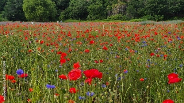 Fototapeta Vivid red poppy flower field in early summer, stretching across open meadows with bright sunlight and clear sky, captured with vibrant colors and strong seasonal atmosphere.