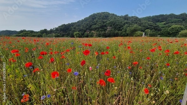 Fototapeta Vivid red poppy flower field in early summer, stretching across open meadows with bright sunlight and clear sky, captured with vibrant colors and strong seasonal atmosphere.
