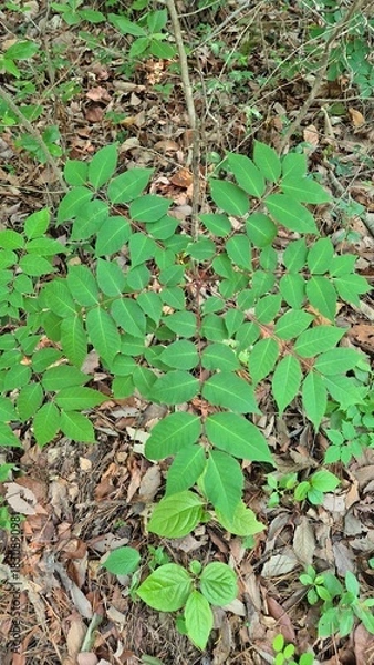 Fototapeta Green forest floor plants with fresh leaves growing over natural soil, showing organic textures and dense vegetation.