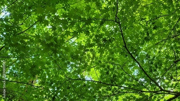 Fototapeta Looking up at dense forest canopy with bright green leaves filtering natural summer light.