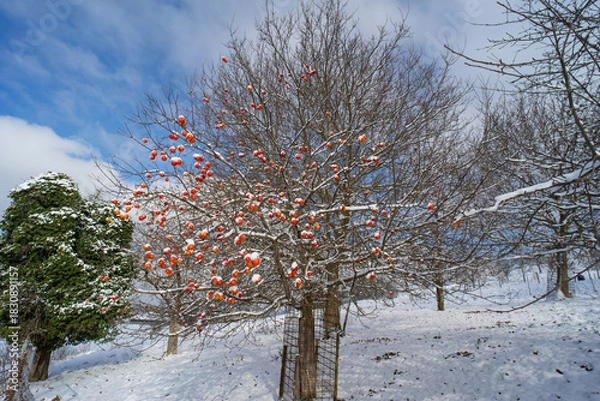 Obraz Äpfel im Schnee