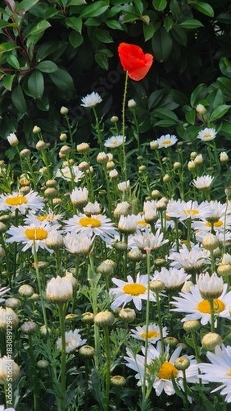 Fototapeta Red poppy blooming among white daisies, creating a striking contrast of vibrant colors within a natural flower field.