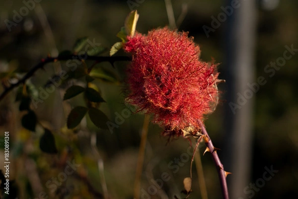 Obraz verblühte Schönheit