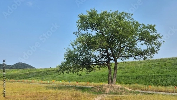 Fototapeta Lone tree standing in an open green field with rolling hills and a clear blue sky, creating a peaceful and spacious summer landscape.