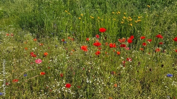 Fototapeta Vivid red poppy flower field in early summer, stretching across open meadows with bright sunlight and clear sky, captured with vibrant colors and strong seasonal atmosphere.