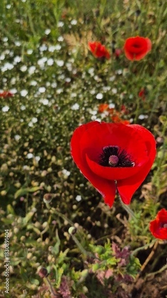 Fototapeta Vivid red poppy flower field in early summer, stretching across open meadows with bright sunlight and clear sky, captured with vibrant colors and strong seasonal atmosphere.