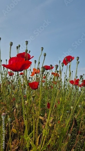 Fototapeta Vivid red poppy flower field in early summer, stretching across open meadows with bright sunlight and clear sky, captured with vibrant colors and strong seasonal atmosphere.