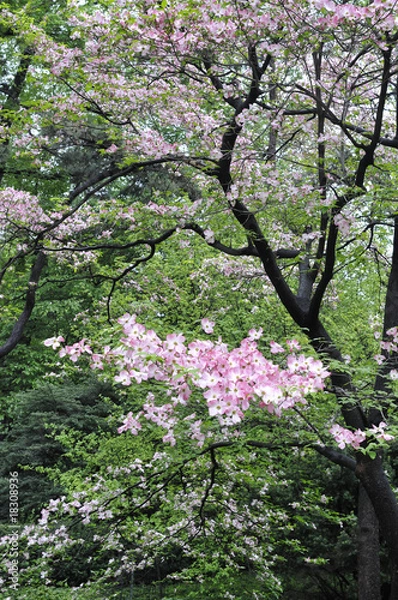 Fototapeta Arbre en fleurs dans Central Park