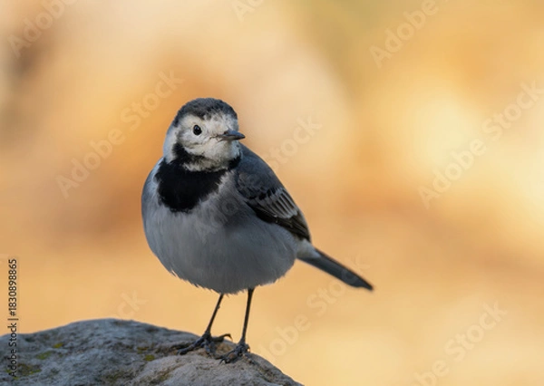 Obraz blue footed booby