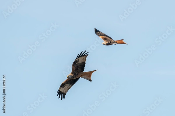 Obraz osprey in flight