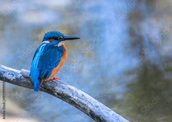 Obraz lilac breasted roller