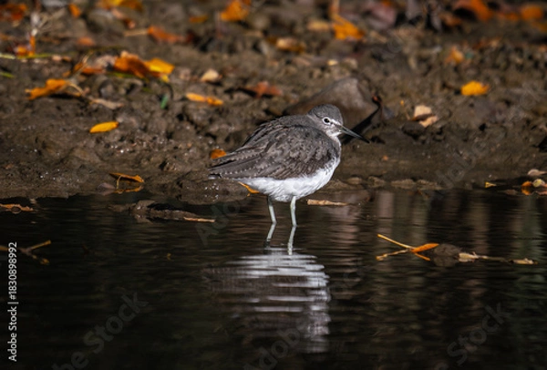 Obraz black headed gull