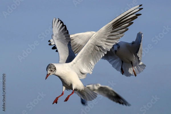 Obraz Black headed Gulls in flight