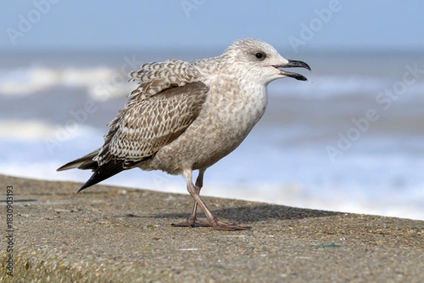 Obraz Herring Gull juvenile begging