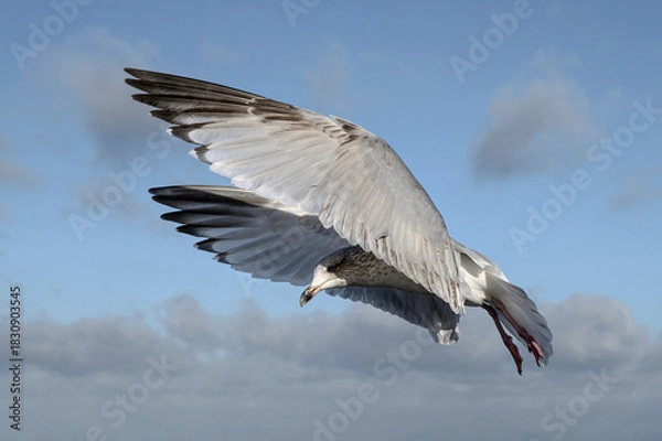 Obraz Herring Gull in flight