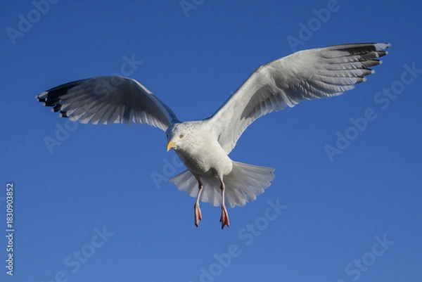 Obraz Herring Gull in flight