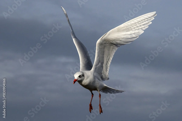 Obraz Mediterranean Gull in flight