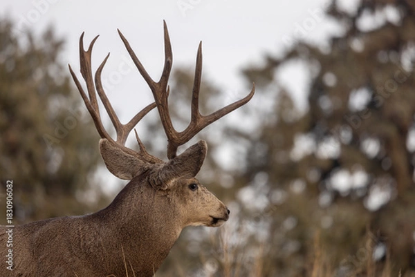 Fototapeta Buck Mule Deer During the Rut in Autumn in Colorado