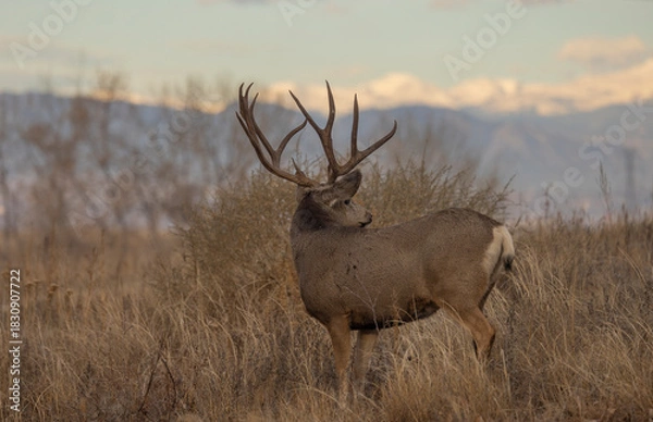 Fototapeta Buck Mule Deer During the Rut in Autumn in Colorado