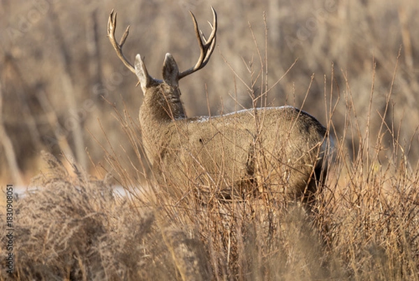 Fototapeta Buck Mule Deer During the Rut in Autumn in Colorado