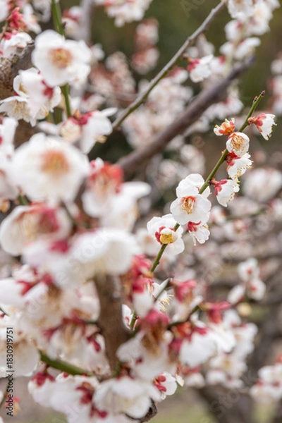 Obraz 早春に咲き誇る白梅