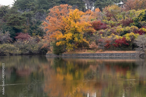 Obraz 湖畔を染める黄葉と水面の反射