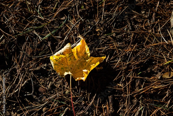 Fototapeta Yellow autumn leaf resting on a forest floor of pine needles