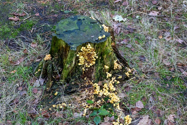 Fototapeta Tree stump with yellow fungi growing around the base