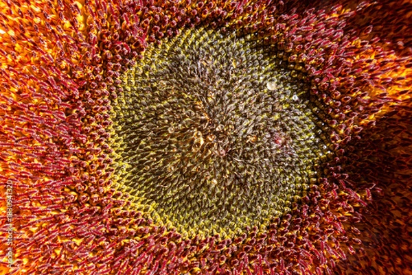 Fototapeta Close up abstract detail of a sunflower head
