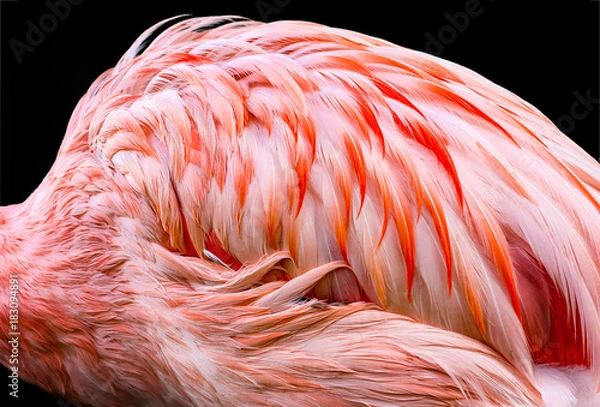 Obraz Zamknij widok piór flamingów